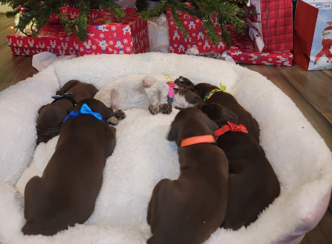 AKC registered German short-haired pointer puppies
