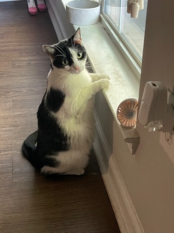 American Shorthair – sweet, loving furbaby
