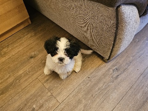 Mal-Shi – malshi puppies – London
