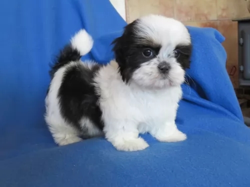 Maltese – Adorable maltese Pup – Santa Clara