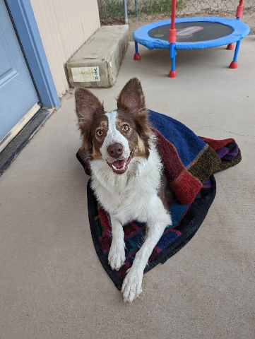 Border Collie – Loving Aussie Collie