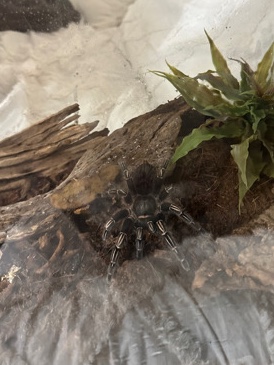 Any – striped knee tarantula