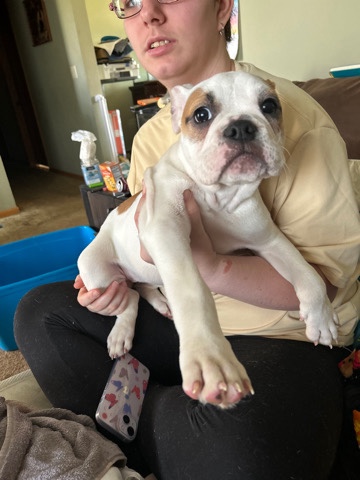 Bulldog – 2 female ole English bulldogs