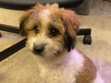 All - كلب لعوب ولا يعض  available for adoption in الرياض