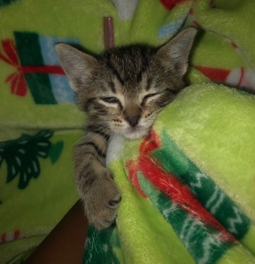 Kanaani mixed breed