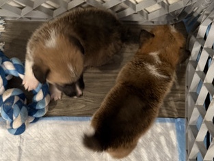 Appenzeller Sennenhund – corgi – Kapolei