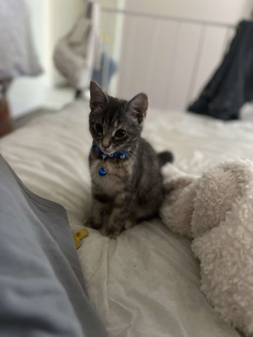 British Shorthair – cat
