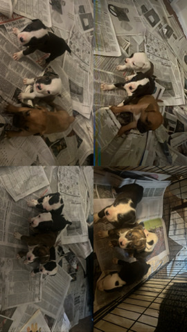 American Staffordshire Terrier – Puppies