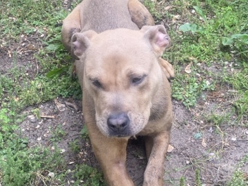 American Pit Bull Terrier – American Pitbull terrier – Muskegon
