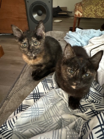 kittens need a new home