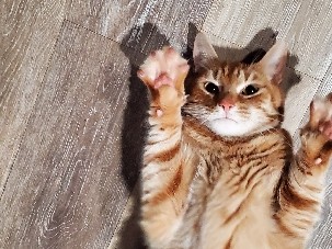 Friendly Adult Cat Looking for a New Home – Fairfax