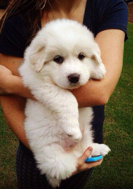 Great Pyrenees – puppies