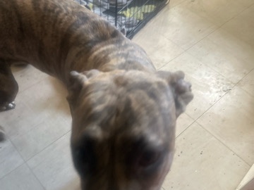 Staffordshire Bull Terrier – I have a Dog for sale here – Wembley
