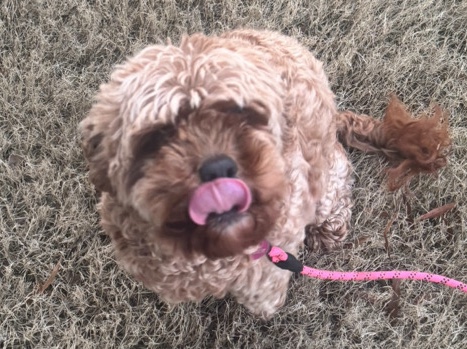 Cavapoo – Lola