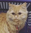 Persian (Modern) – Persian kittens for sale