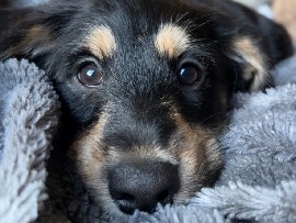 Goldendoodle – Sweet Female Goldendoodle Puppy – 3 Months Old in Indianapolis – Indianapolis