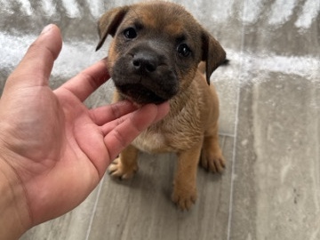 American Pit Bull Terrier - pit terrier  available for adoption in Spartanburg