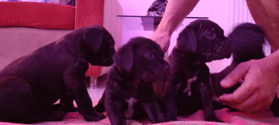 Cane Corso – Italian mastiff puppies for sale