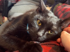1+ year old male – Sanquhar