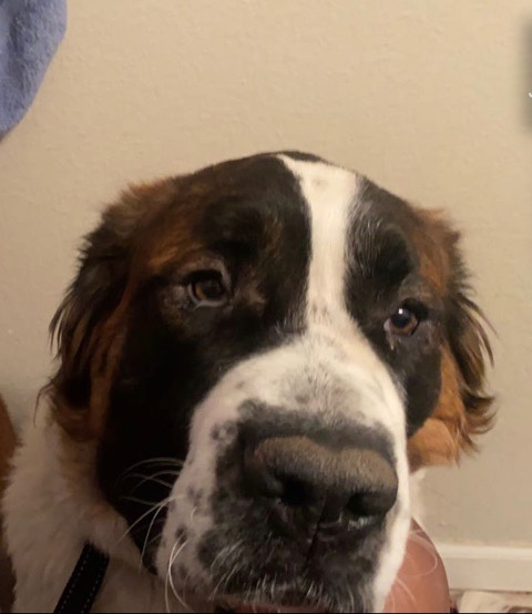 St. Bernard – Sadie