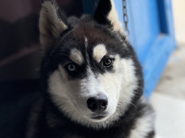 Siberian Husky – Odd Eyes Husky Male For Sale