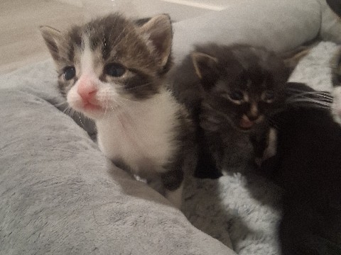 Adorable Mixed Breed Kittens – North Las Vegas – North Las Vegas
