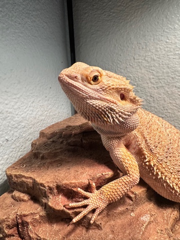 Any – Red Bearded Dragon