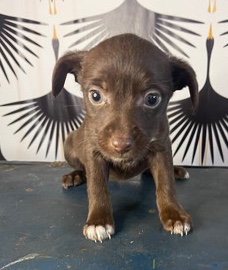 Puppy #5