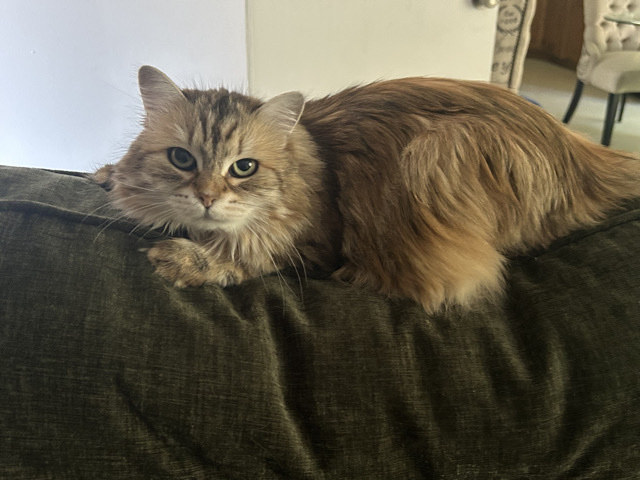 Himalayan – Our family pet Classy needs a new home – Omaha