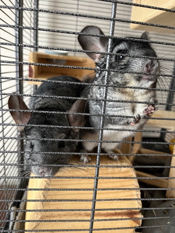 2 bonded, chinchillas