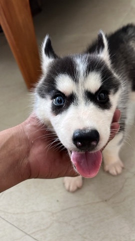 Siberian Husky – husky