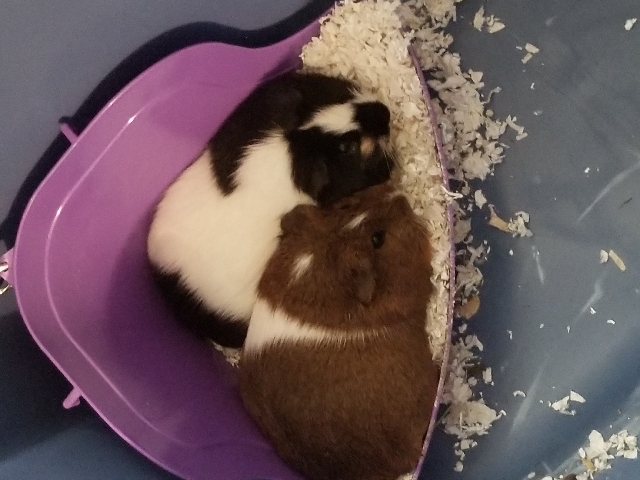 2 Guinea Pigs