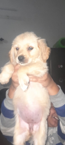 Golden Retriever – i want sell my baby golden retriever