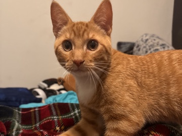 American Shorthair – Friendly 8-Month-Old American Shorthair Cat – Columbia – Columbia
