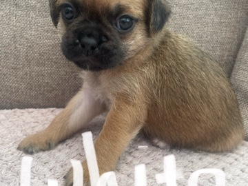 Mixed Breed – PUG X PUGAPOO – Fareham