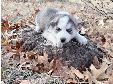 Siberian Husky – AKC Siberian Husky