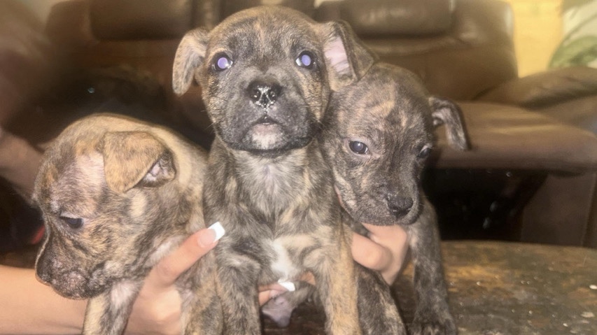 American Pit Bull Terrier – Rehoming