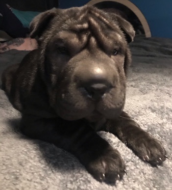 Shar Pei – black sharpei