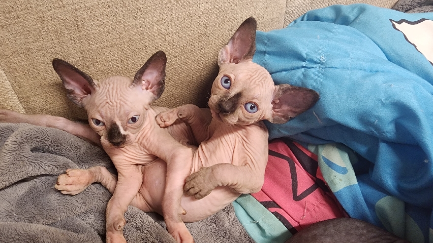 Sphynx – Sphynx Kittens