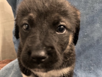  Labrador retriever and Akita mixes