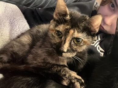 American Shorthair – Lilo, Friendly 2-Year-Old American Shorthair Cat in Columbus – Columbus