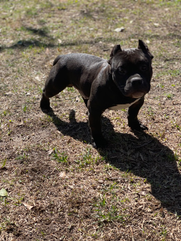 American Pit Bull Terrier – American Bully puppies