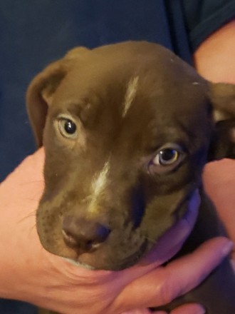Shepherd/Lab mix