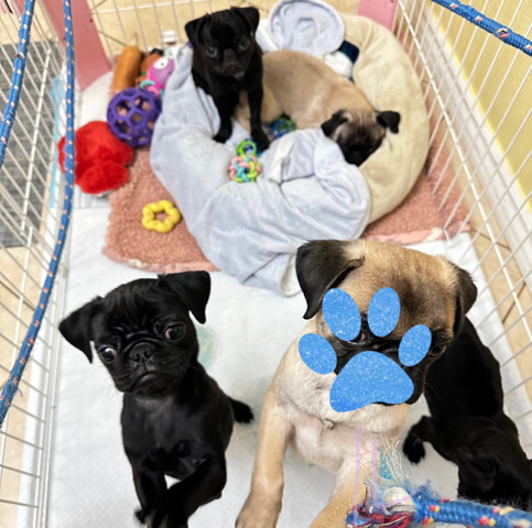 Pug – pug puppies!!