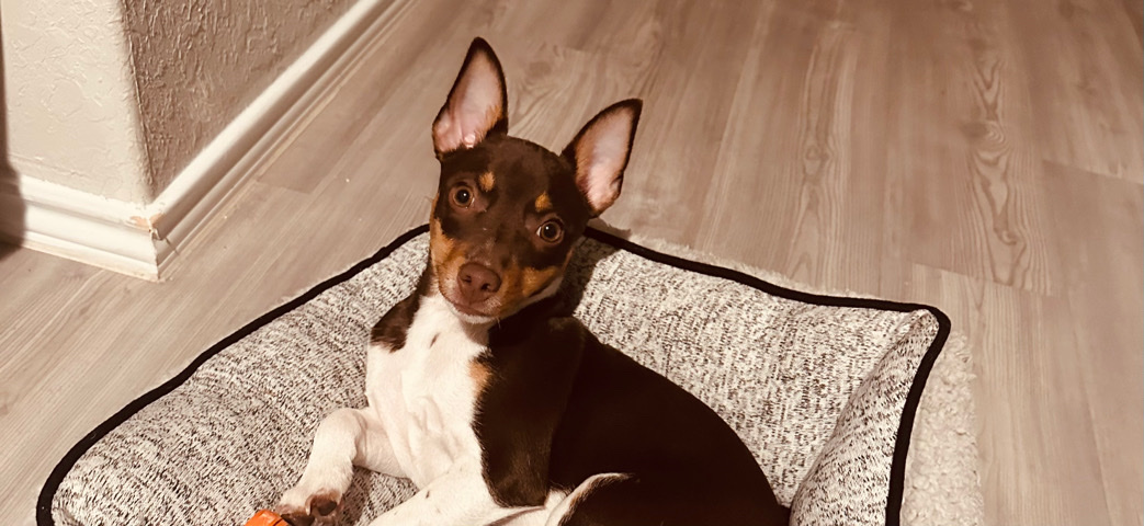 Rat Terrier – Rehome Jax