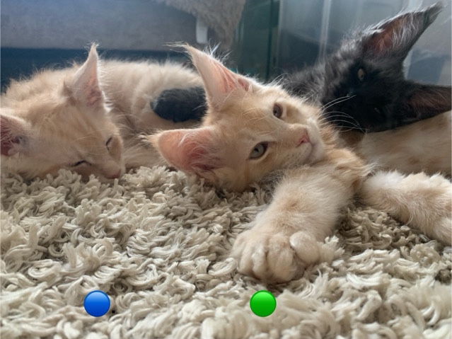 Maine Coon – TICA Registered-Pedigree Russian MaineCoon Kittens