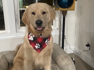 Golden Retriever – 1 year old golden retriever Ukc – Taylor