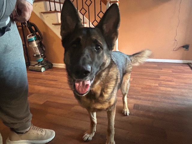 German Shepherd – German Shepherd, female – Blackwood
