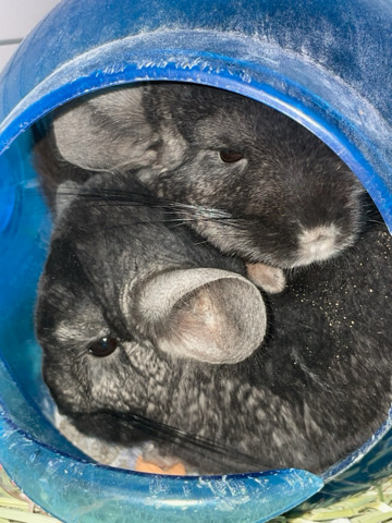 chinchilla – Chinchillas