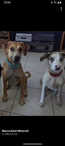 Catahoula Cur – female catahoulas